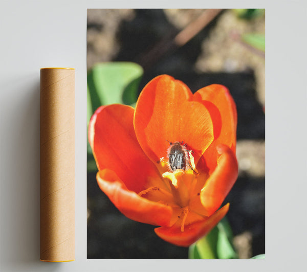 Orange Tulip Embrace