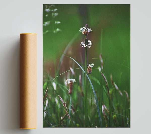 Green Blades And White Blossoms