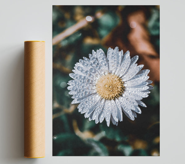 White Daisy Dewdrops