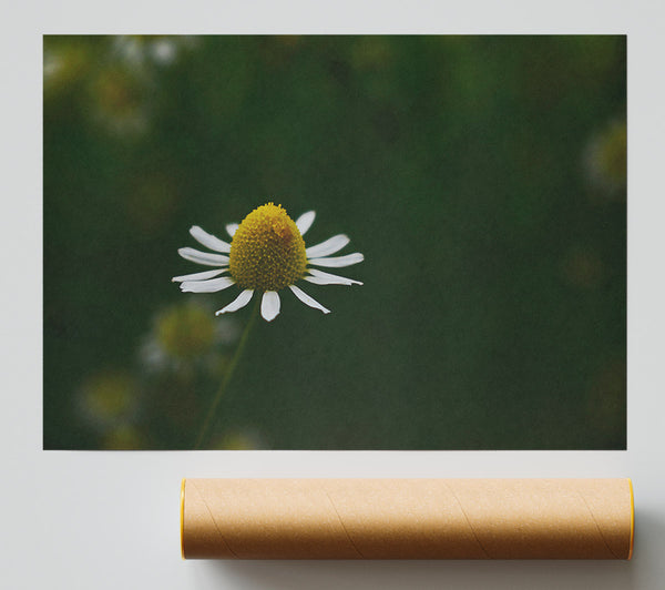 Green Daisies Bloom