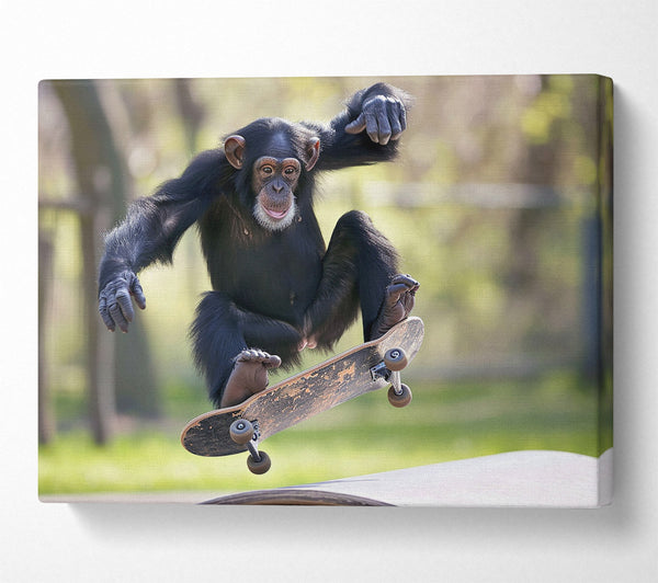 Chimpanzee Skating