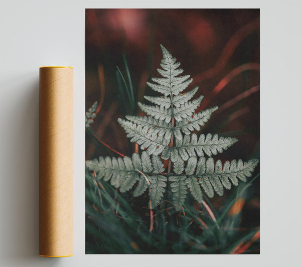 Silver Fern In Red Light