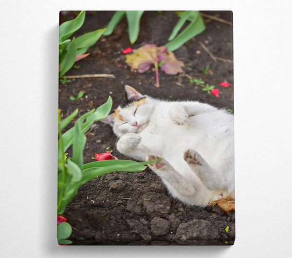 White Cat In The Dirt