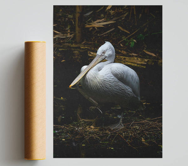 White Pelican Resting