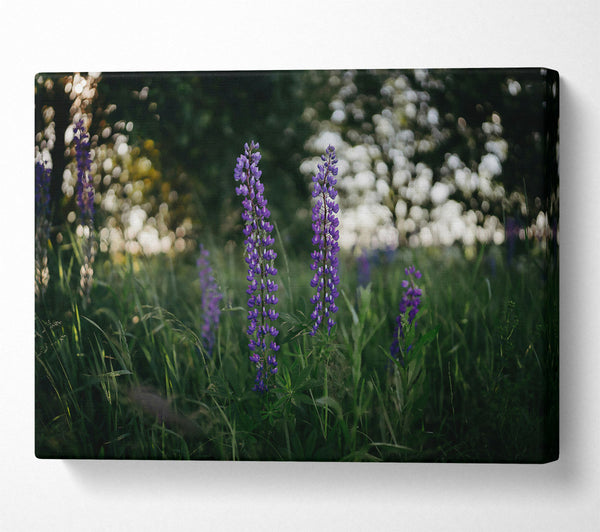 Purple Blooms In The Field