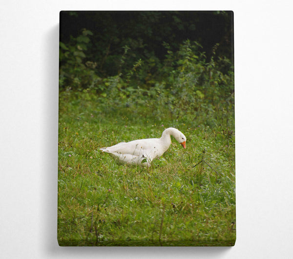 White Goose In Green Fields