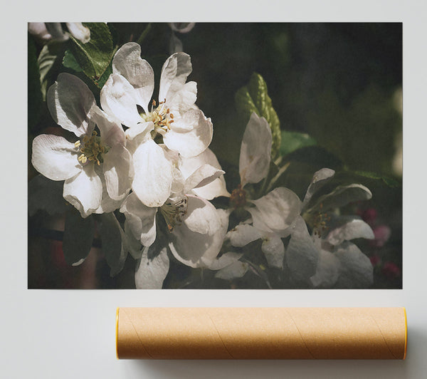 Ivory Apple Blossoms