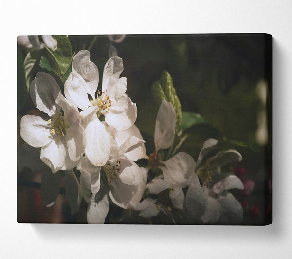 Ivory Apple Blossoms