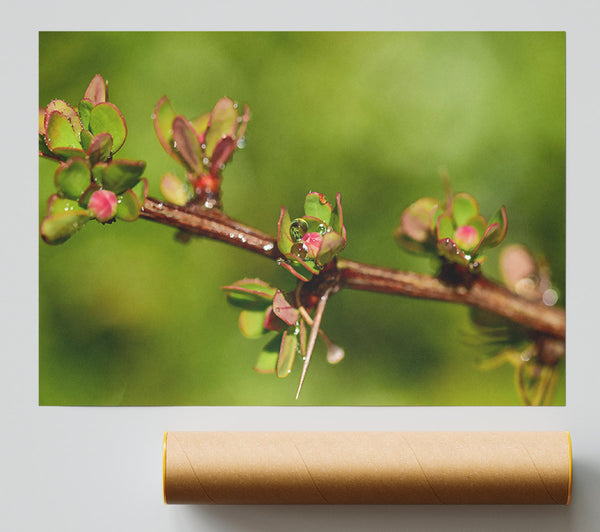 Green Bud Dewdrop