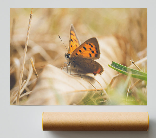 Copper Butterfly Resting