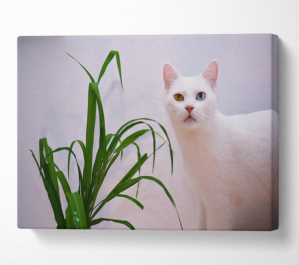 White Cat And Green Plant