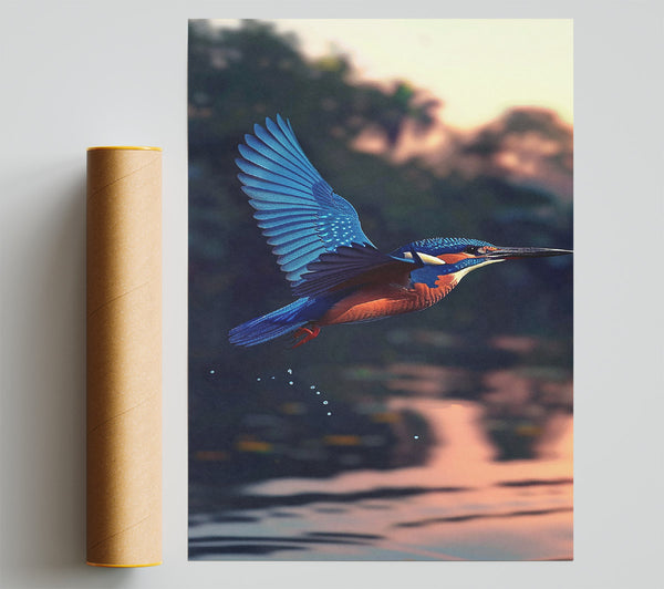 Azure Kingfisher Dive