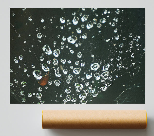 Silver Dewdrops On Black Web