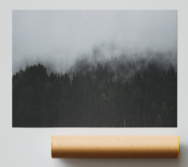 Gray Foggy Forest