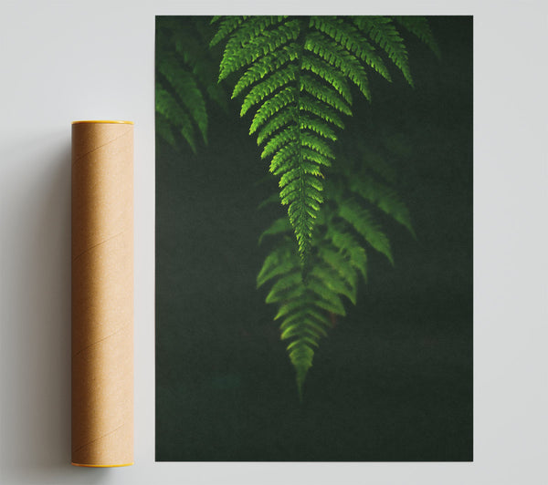 Emerald Fern Silhouette