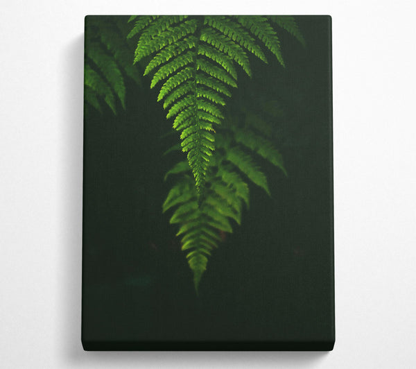 Emerald Fern Silhouette