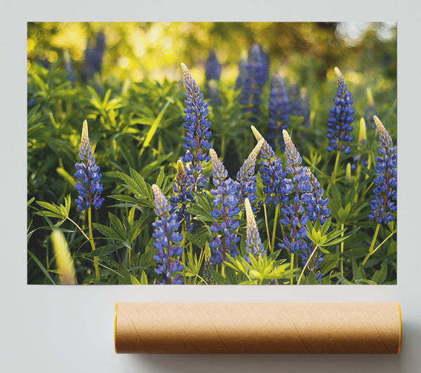 Purple Field Blooms