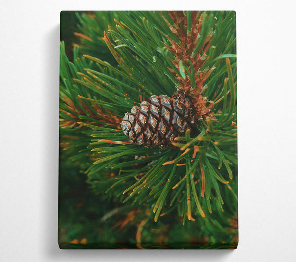 Green Pine Cone Closeup