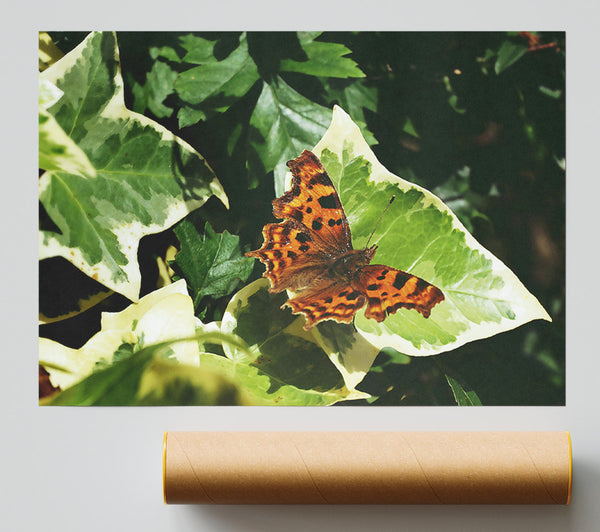 Orange Butterfly On Leaf