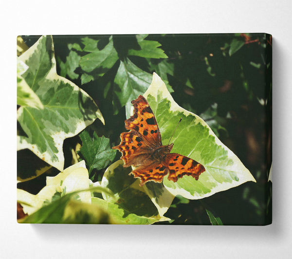 Orange Butterfly On Leaf