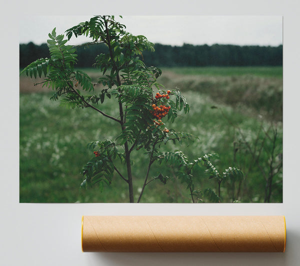 Orange Berries In Green