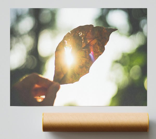 Golden Leaf Sunbeam