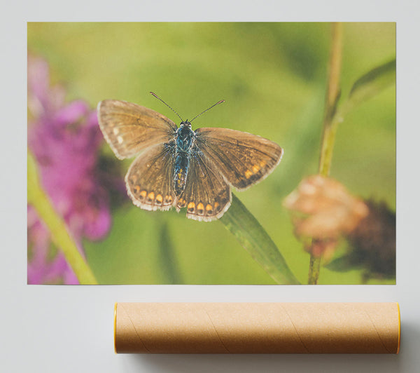 Brown Butterfly On Green