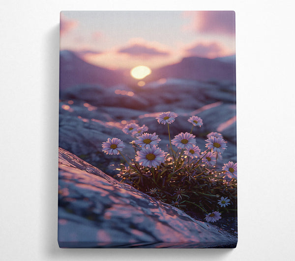 Pink Sunset Daisies