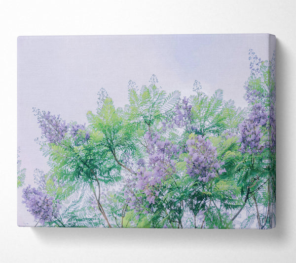 Lilac Canopy Dreams