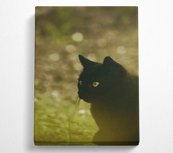 Golden Black Cat Glance