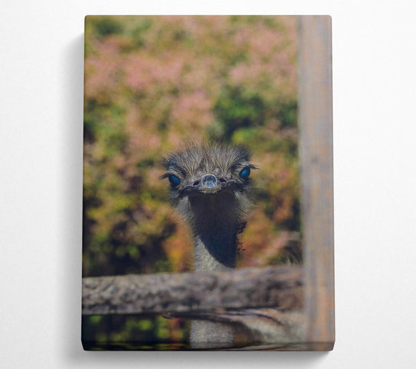 Blue-Eyed Ostrich Gaze