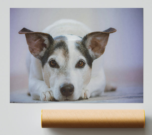 White Dog, Curious Glance