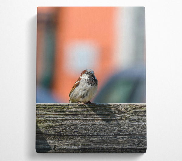 Orange And Gray Sparrow