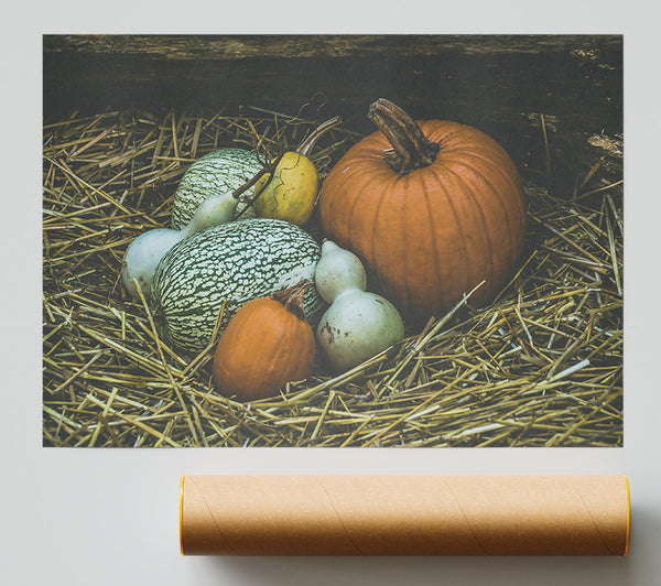 Orange Gourd Harvest