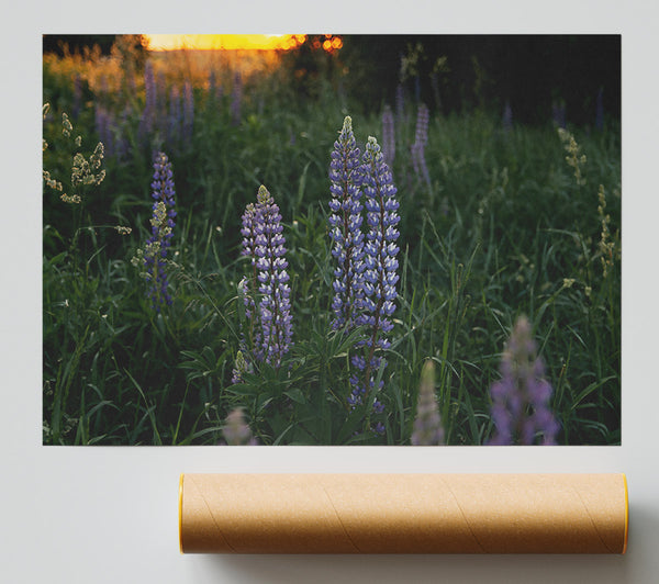 Purple Sunset Lupines