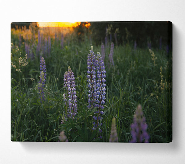 Purple Sunset Lupines