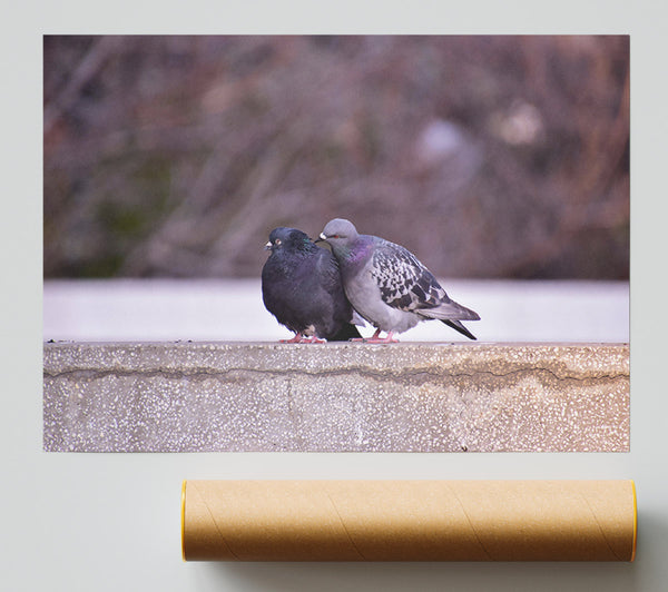 Black And Grey Lovebirds