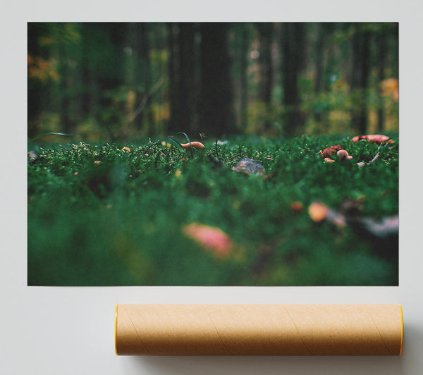 Green Forest Floor