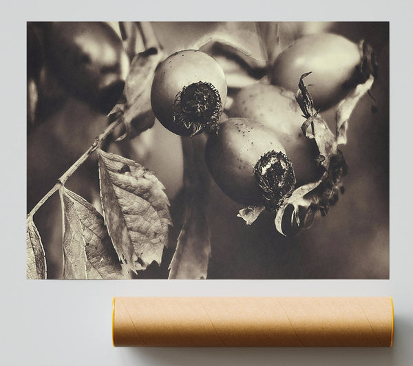 Sepia Rose Hips