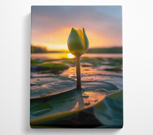 Golden Lily Bud Sunset