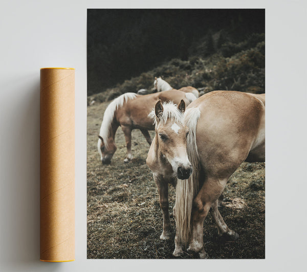 Golden Horse In Field