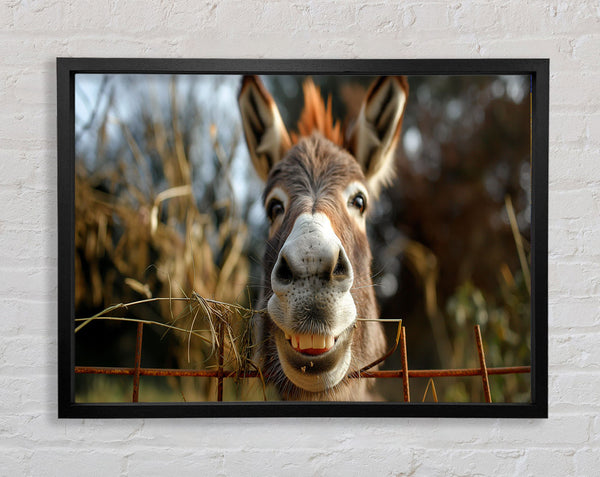 Donkey At The Fence