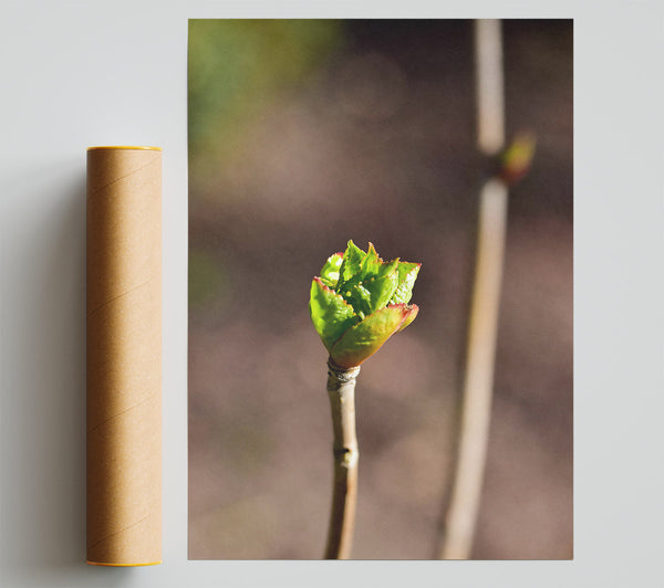 Green Bud Emerging