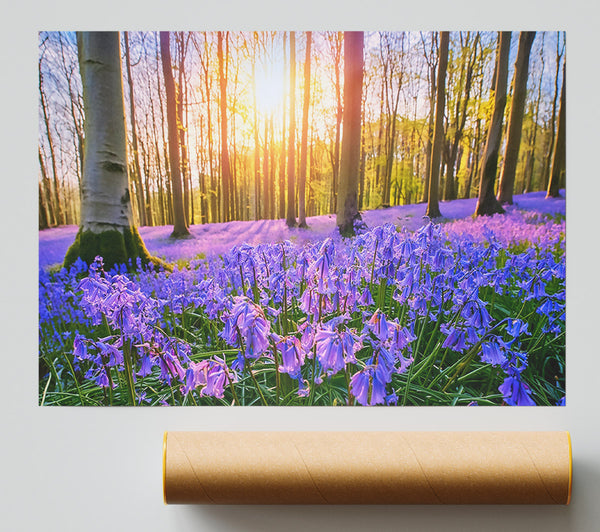 Purple Forest Sunlight