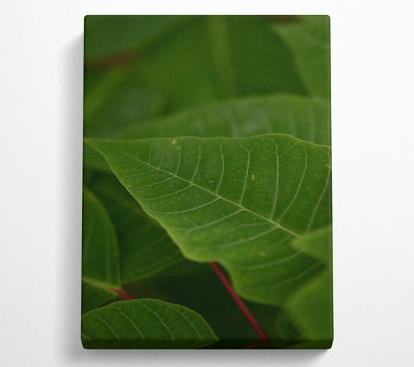 Emerald Veined Leaf