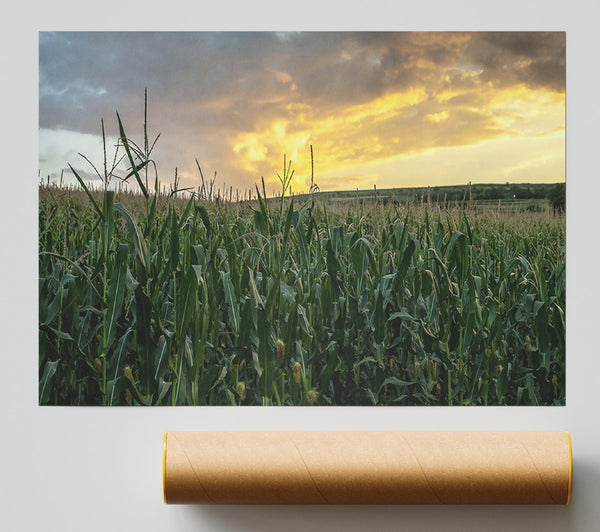 Golden Corn Field