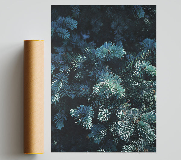 Teal Evergreen Embrace