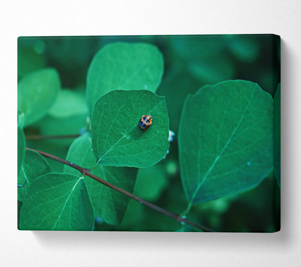 Emerald Leaf Beetle