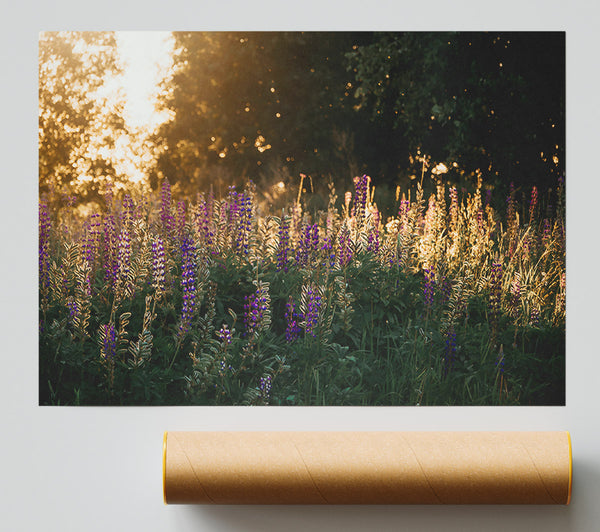 Purple Field Sunset