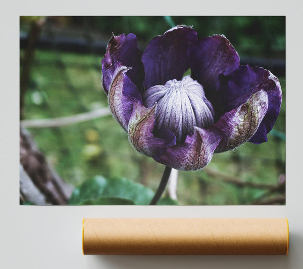 Purple Budding Bloom